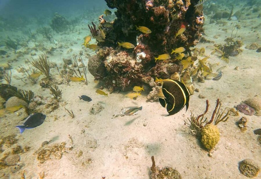 From Punta Cana or Bayahibe: Catalina Island with Snorkeling - How Much Catalina Island Touring You Really Get