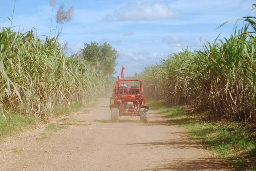 From Punta Cana or La Romana: Sugarcane Fields Buggy or Quad - The Drive: Slopes, Mud Puddles, and Real Countryside Energy