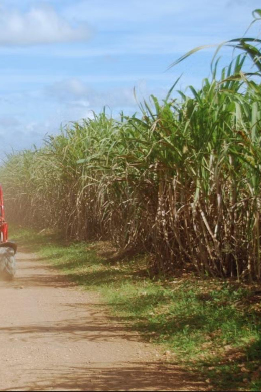 From Punta Cana or La Romana: Sugarcane Fields Buggy or Quad - A Quick Reality Check on Pickup and Weather Changes