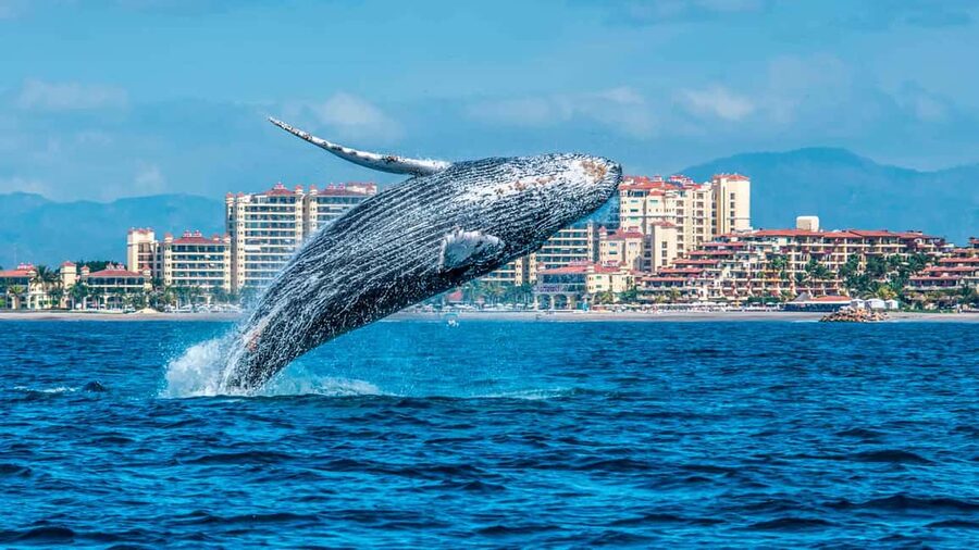 From Punta Cana: Samana Bay Whale-Watching Cruise with Lunch - Key things to know before you go