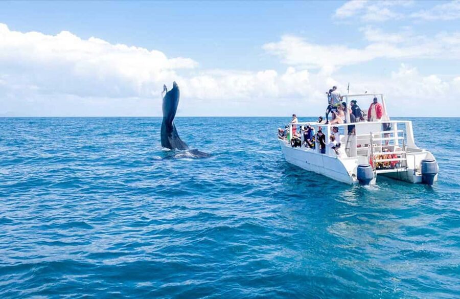 From Punta Cana: Samana Bay Whale-Watching Cruise with Lunch - Should you book this Samana Bay whale-watching cruise?