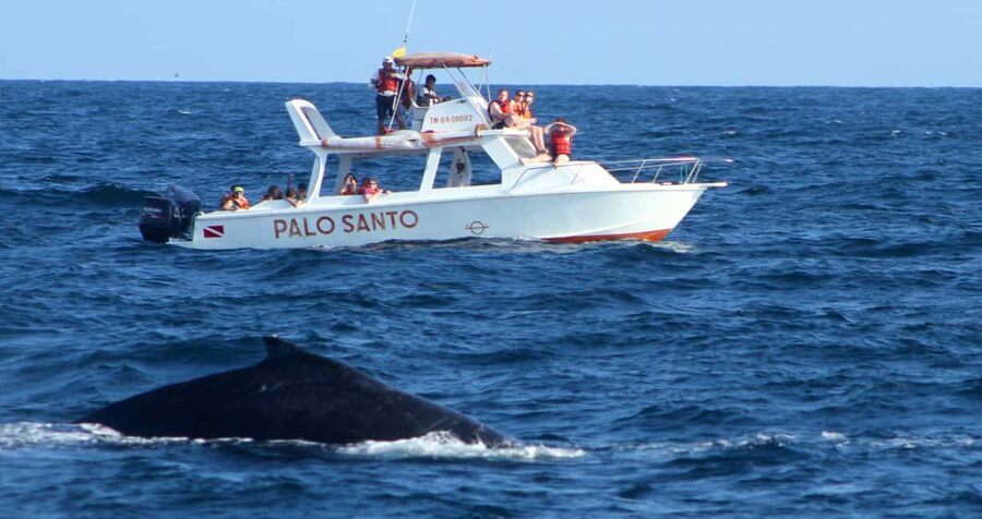 From Punta Cana: Samana Bay Whale-Watching Cruise with Lunch - From Punta Cana to Samana Bay: how the trip is set up