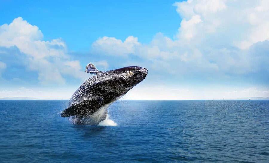 From Punta Cana: Samana Bay Whale-Watching Cruise with Lunch - Timing at sea: what to expect in real life