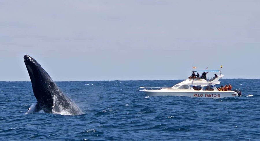 From Punta Cana: Samana Bay Whale-Watching Cruise with Lunch - Cayo Levantado stop: beach lunch on a historic island