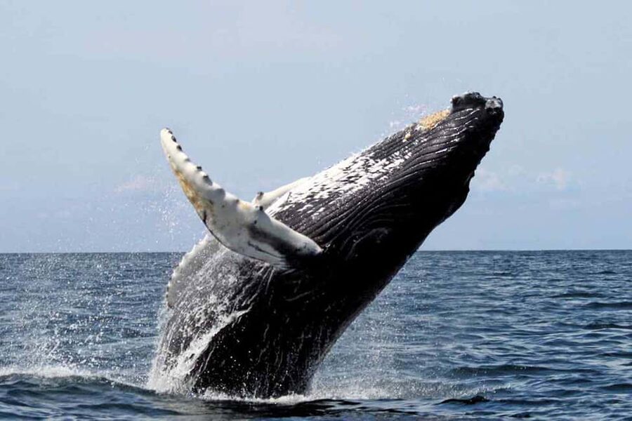 From Punta Cana: Samana Bay Whale-Watching Cruise with Lunch - The unexpected side stops: waterfall add-ons can happen