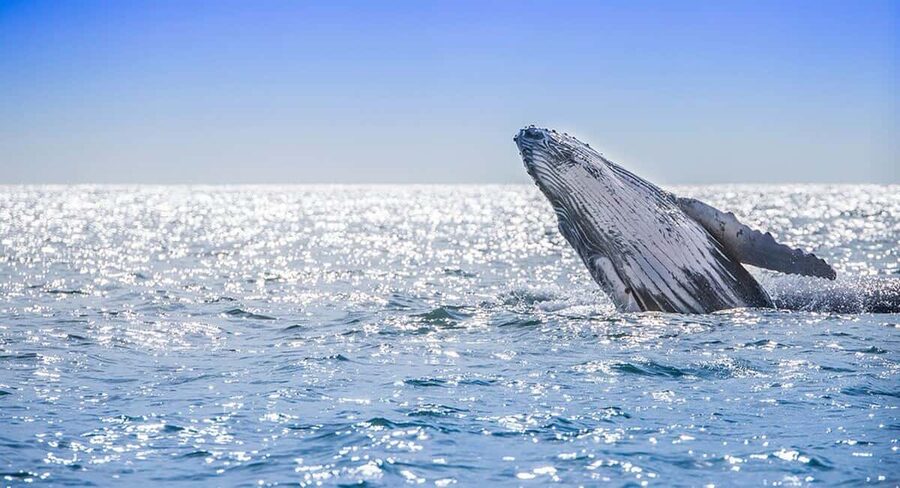 From Punta Cana: Samana Bay Whale-Watching Cruise with Lunch - Price and value: is $140 per person worth it?