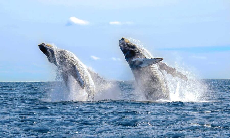 From Punta Cana: Samana Bay Whale-Watching Cruise with Lunch - The whale-watching cruise: humpbacks, song, and those jumpy moments