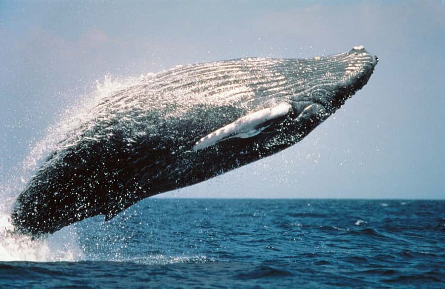 From Punta Cana: Sanctuary Whale Watching Day Trip - Cayo Levantado (Bacardi Island): Beach Time That Actually Feels Like a Break