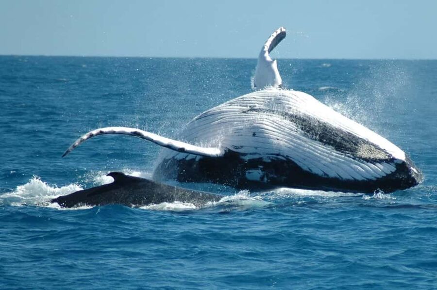 From Punta Cana: Sanctuary Whale Watching Day Trip - The UNESCO Whale Sanctuary: What to Expect on the Boat