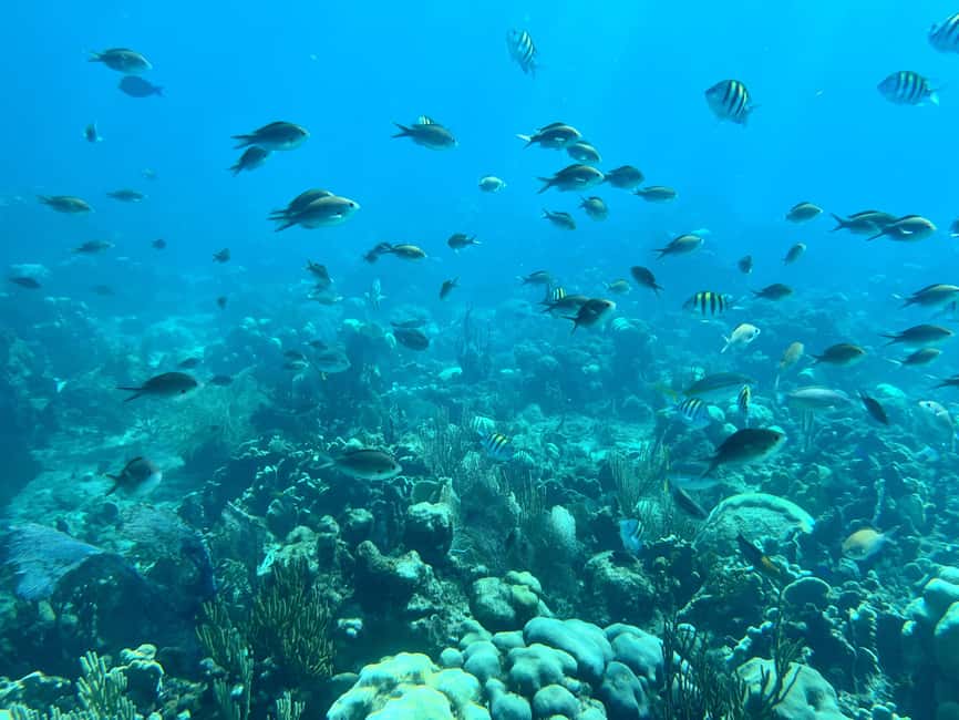 From Punta Cana: Small Group Catalina Island Snorkeling Tour - The boat experience: 45 feet of comfort and smart group size
