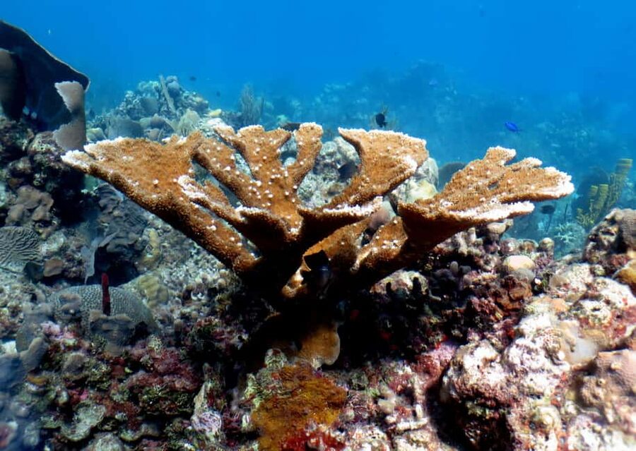 From Punta Cana: Small Group Catalina Island Snorkeling Tour - Catalina Island snorkeling: the Wall and the Aquarium in plain terms