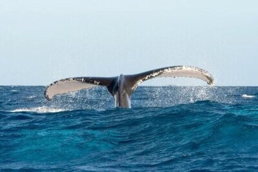 From Punta Cana: Whale Watching and Montana Redonda Tour - What to bring so your day feels easy