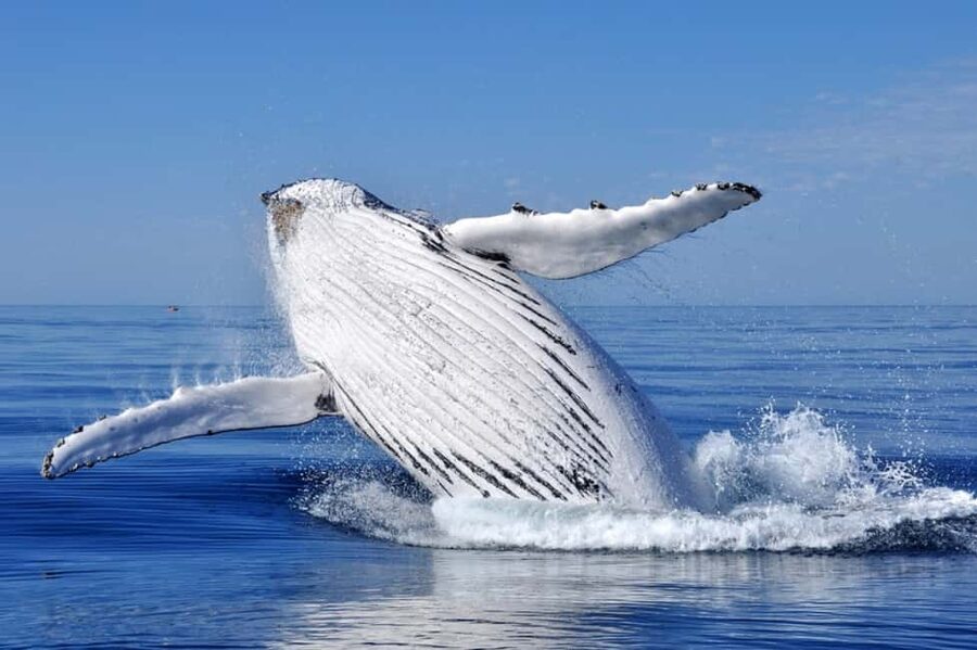 From Punta Cana: Whale Watching and Montana Redonda Tour - Samana Bay whale watching: how the spotting usually plays out