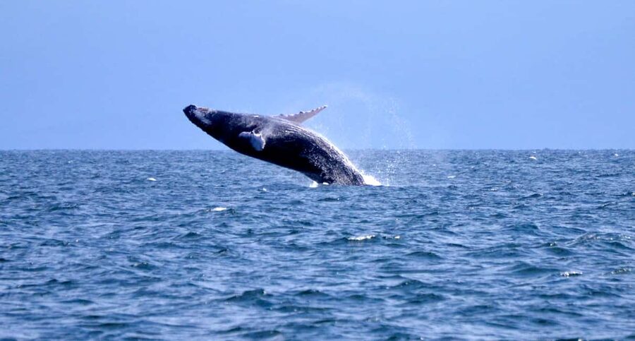 From Punta Cana: Whale Watching and Montana Redonda Tour - The Montaña Redonda safari truck: adrenaline with a payoff
