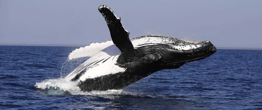 From Punta Cana: Whale Watching and Montana Redonda Tour - Lunch on the mountain: what you’ll actually taste