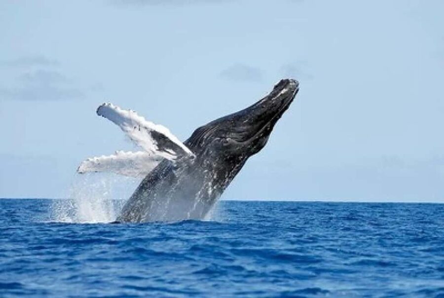 From Punta Cana: Whale Watching and Montana Redonda Tour - The ride back: seeing more than the resort road