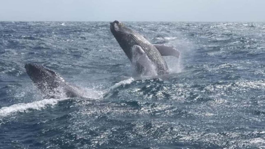 From Punta Cana: Whale Watching and Montana Redonda Tour - Price and value from Punta Cana (about $210 per person)