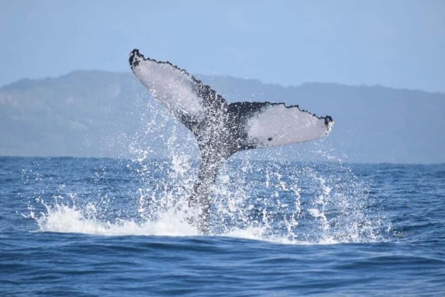 From Punta Cana: Whale Watching and Montana Redonda Tour - Who should take this tour—and who should skip it