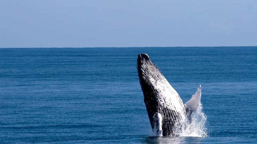 From Punta Canta: Whale Watching Cruise with Cayo Levantado - Key highlights worth aiming for