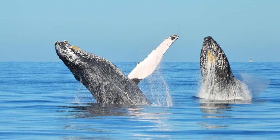 From Punta Canta: Whale Watching Cruise with Cayo Levantado - Getting to Samana: the bus ride is part of the deal