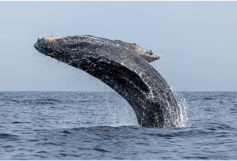 From Punta Canta: Whale Watching Cruise with Cayo Levantado - The whale watching moment: what to look for