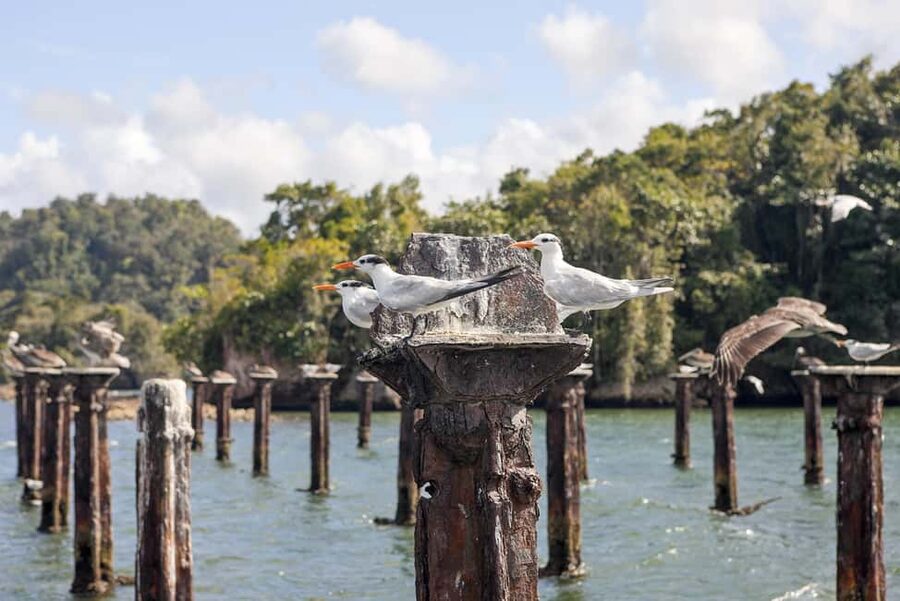 From Samana: Los Haitises Boat and Walking Tour with Lunch - Entering Los Haitises: a national park that feels close-up