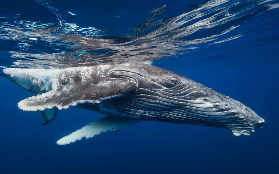 From Samaná: Whale Watching and Cayo Levantado Boat Tour - How Long You’ll Actually Spend Watching Whales