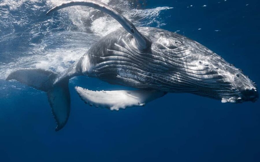 From Samaná: Whale Watching and Cayo Levantado Boat Tour - Free Time on the Island: Beach Mode With Other Tour Groups