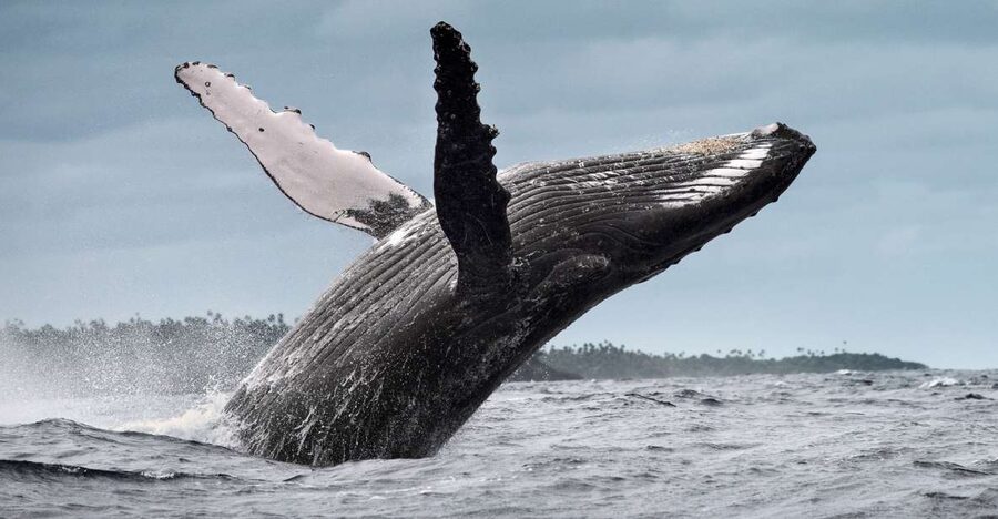 From Samaná: Whale Watching and Cayo Levantado Boat Tour - Timing, Return, and How the Day Ends Around 4:30 PM