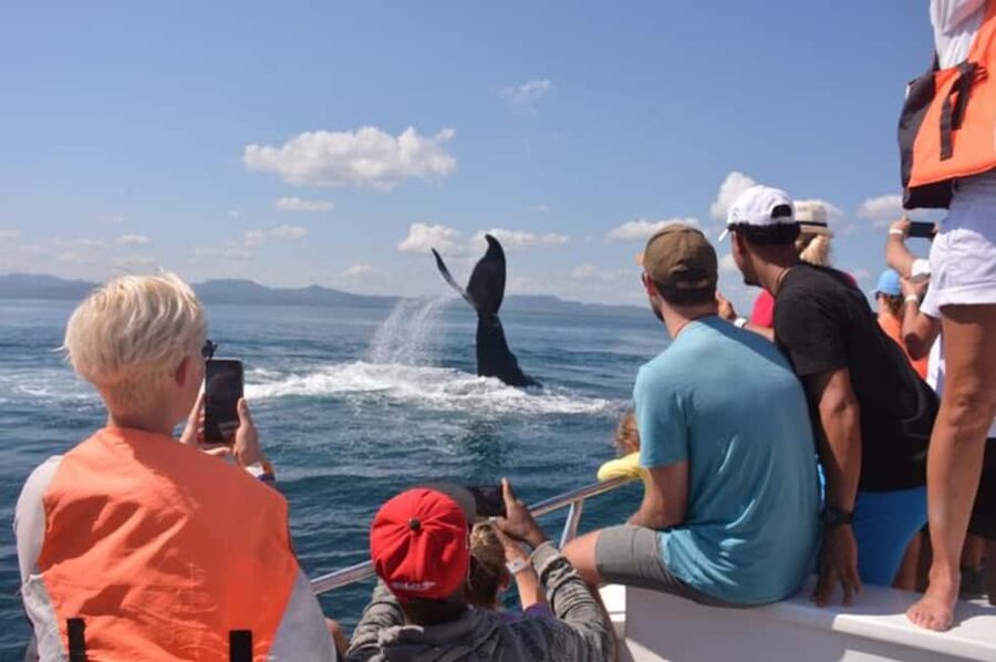From Samaná: Whale Watching and Cayo Levantado Island Tour - Who this tour is best for (and who should pass)