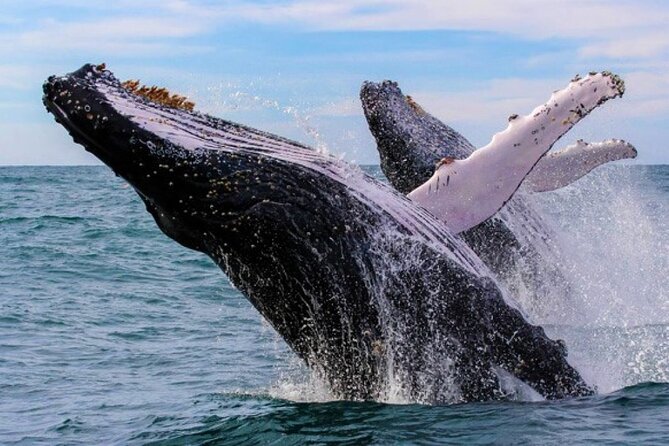 Full Day Bacardi Whale Watching - End Season March 30th - Key highlights worth knowing