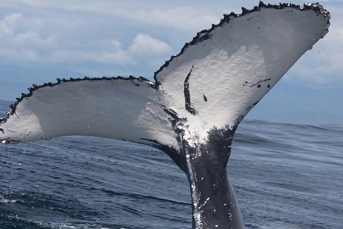Full Day Bacardi Whale Watching - End Season March 30th - Why this Samaná whale + Bacardi Island day feels different