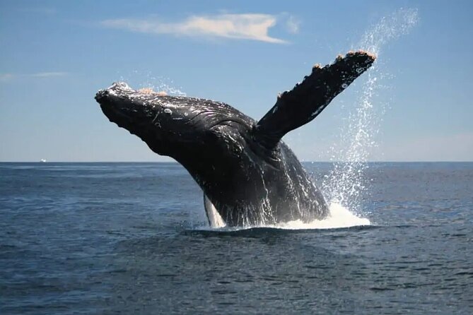 Full Day Bacardi Whale Watching - End Season March 30th - Cayo Levantado (Bacardi Island): beach time that isn’t an afterthought
