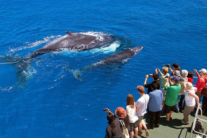 Full Day Bacardi Whale Watching - End Season March 30th - The boat ride experience: comfort, crew, and practical expectations