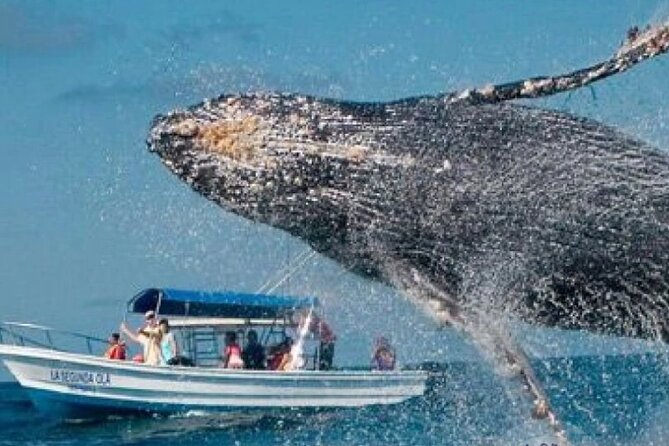 Full Day Bacardi Whale Watching - End Season March 30th - The 9:00 am start and how the day flows