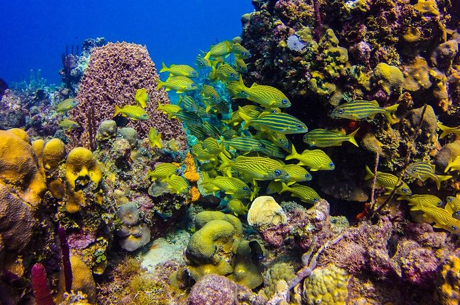 Full-Day Catalina Island Scuba Diving Tour from Punta Cana - Getting set up: gear, safety briefing, and health checks