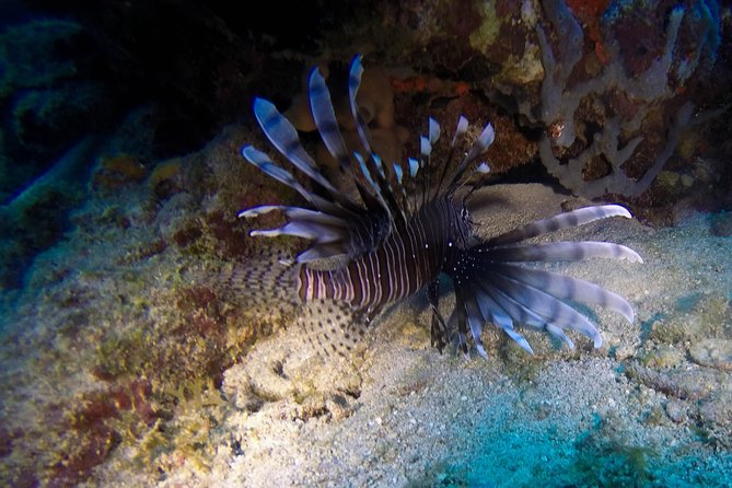 Full-Day Catalina Island Scuba Diving Tour from Punta Cana - The private beach break: loungers, cocktails, and a Dominican feast