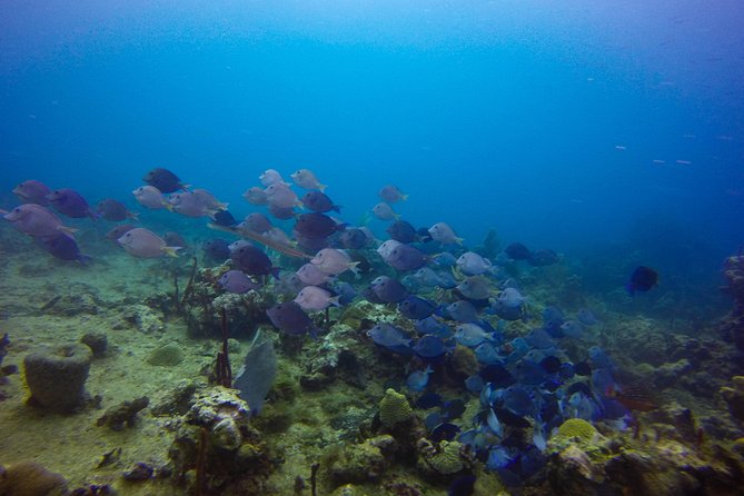 Full-Day Catalina Island Snorkeling Tour from Bavaro - Snorkeling spots: how the water time is scheduled