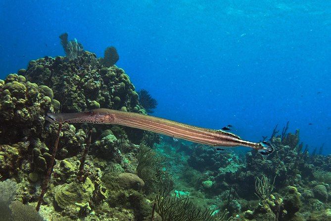 Full-Day Catalina Island Snorkeling Tour from La Romana - Scuba participants can change the pace of your snorkeling time