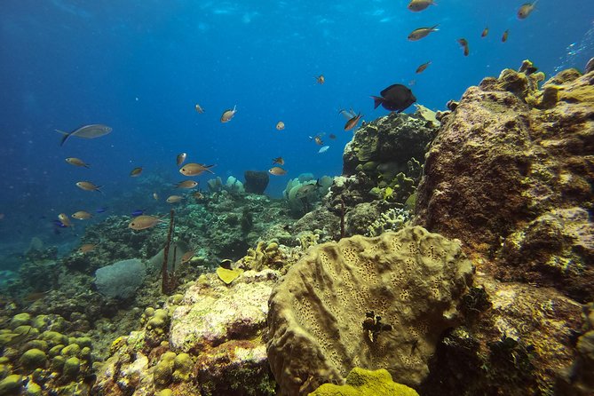 Full-Day Catalina Island Snorkeling Tour from La Romana - Price and value: what $72 includes, and what costs extra