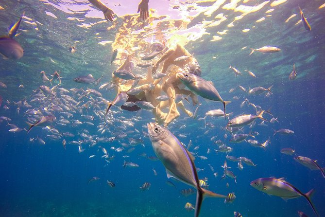 Full-Day Catalina Island Snorkeling Tour from La Romana - Who should book this Catalina day trip