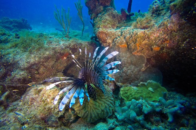 Full-Day Scuba Diving Catalina Island Tour from Bavaro - Two underwater stops: The Wall and Aquarium