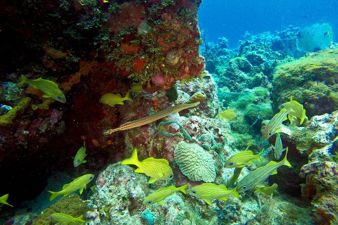 Full-Day Scuba Diving Catalina Island Tour from Bavaro - Boat ride views and how the day feels at sea