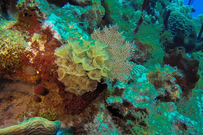 Full-Day Scuba Diving Catalina Island Tour from Bavaro - Catalina Island beach time and Dominican BBQ lunch
