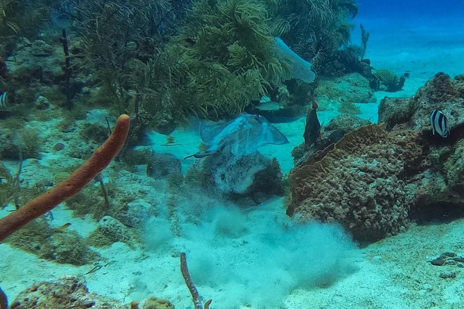 Full-Day Scuba Diving Catalina Island Tour from Bavaro - Staff quality: what’s worth trusting (and what to watch)