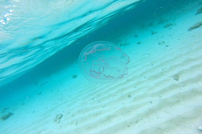 Full-Day Tour to Punta Rucia and Cayo Arena with Snorkeling - The Return Drive: Local Market Stop in Puerto Plata