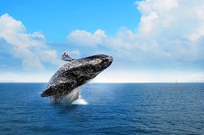 Full-Day Whale Watching Tour in Samana Bay from Cabeza de Toro - El Limón Waterfall Ranch Day: Lunch, Horses, and a 45-Meter Drop
