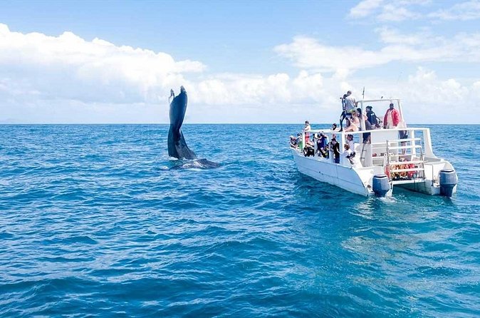Full-Day Whale Watching Tour in Samana Bay from Cabeza de Toro - Group Size and What It Means for Your Day