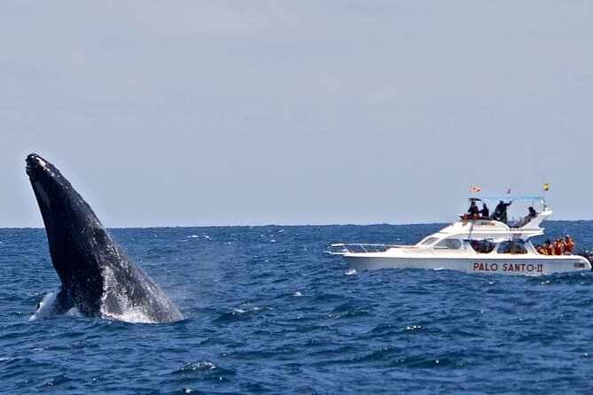 Full-Day Whale Watching Tour in Samana Bay from Cabeza de Toro - 7:00 AM Departure From the Punta Cana Side (Plan for a Long Day)