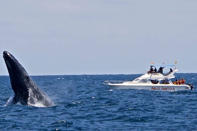 Full-day Whale watching Tour in Samana Bay from Punta Cana - El Limón Waterfall: the safari view, ranch lunch, and the walk to the falls